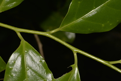 Pennantia cunninghamii