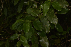 Pennantia cunninghamii