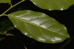 Pennantia cunninghamii