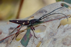 Eburophora octoguttata