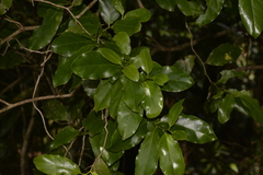 Pennantia cunninghamii