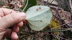 Marmara smilacisella
