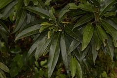 Elaeocarpus kirtonii