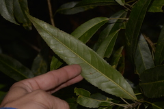 Elaeocarpus kirtonii