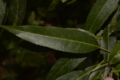 Elaeocarpus kirtonii