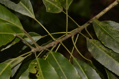 Elaeocarpus kirtonii