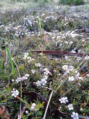 Euryomyrtus ramosissima