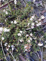 Euryomyrtus ramosissima