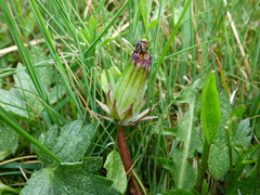 Taraxacum nordstedtii