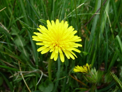 Taraxacum nordstedtii