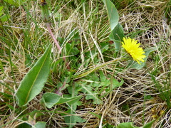 Taraxacum nordstedtii
