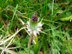 Taraxacum nordstedtii