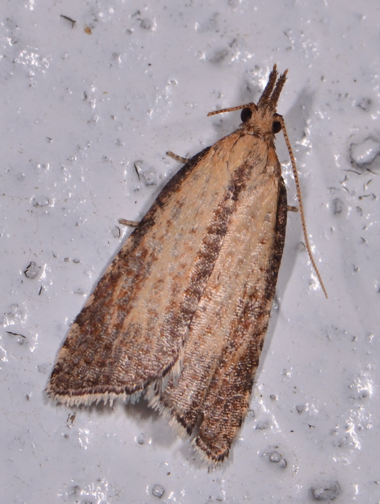 Cabbage tree bell moth