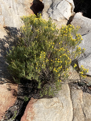 Oedera sedifolia