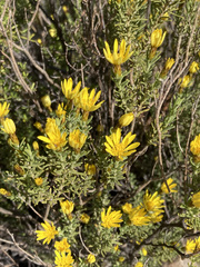 Oedera sedifolia