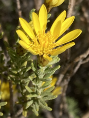 Oedera sedifolia