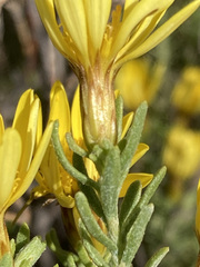 Oedera sedifolia