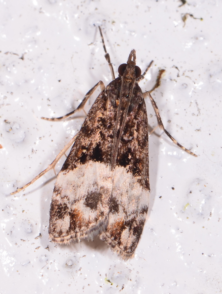 Scoparia minusculalis