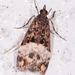 Scoparia minusculalis - Photo (c) Greg Holwell, some rights reserved (CC BY-NC), uploaded by Greg Holwell
