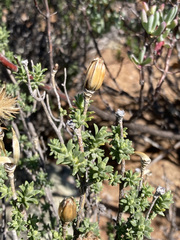 Pteronia ciliata