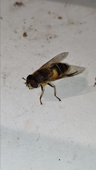 Eristalis similis
