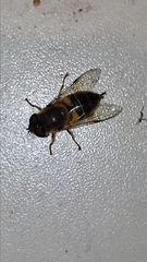 Eristalis similis