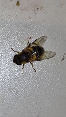 Eristalis similis