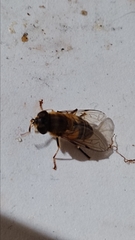 Eristalis similis