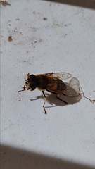 Eristalis similis