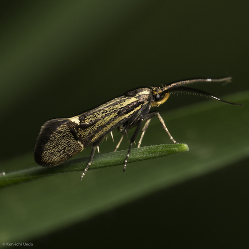 Sulphur Tubic