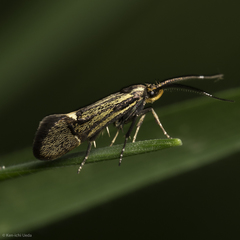 Esperia sulphurella