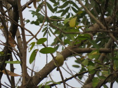 Eremomela pusilla