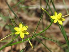 Tricoryne simplex