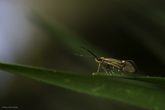 Esperia sulphurella