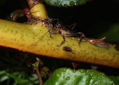 Hemiandrus maia
