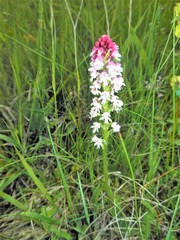 Neotinea ustulata ustulata