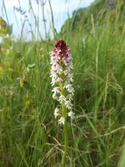 Neotinea ustulata ustulata