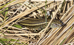 Lissolepis coventryi