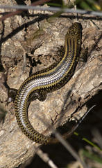 Lissolepis coventryi