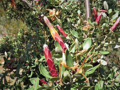 Lambertia inermis