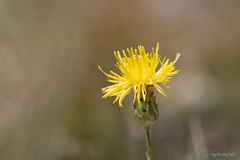 Centaurea rupestris