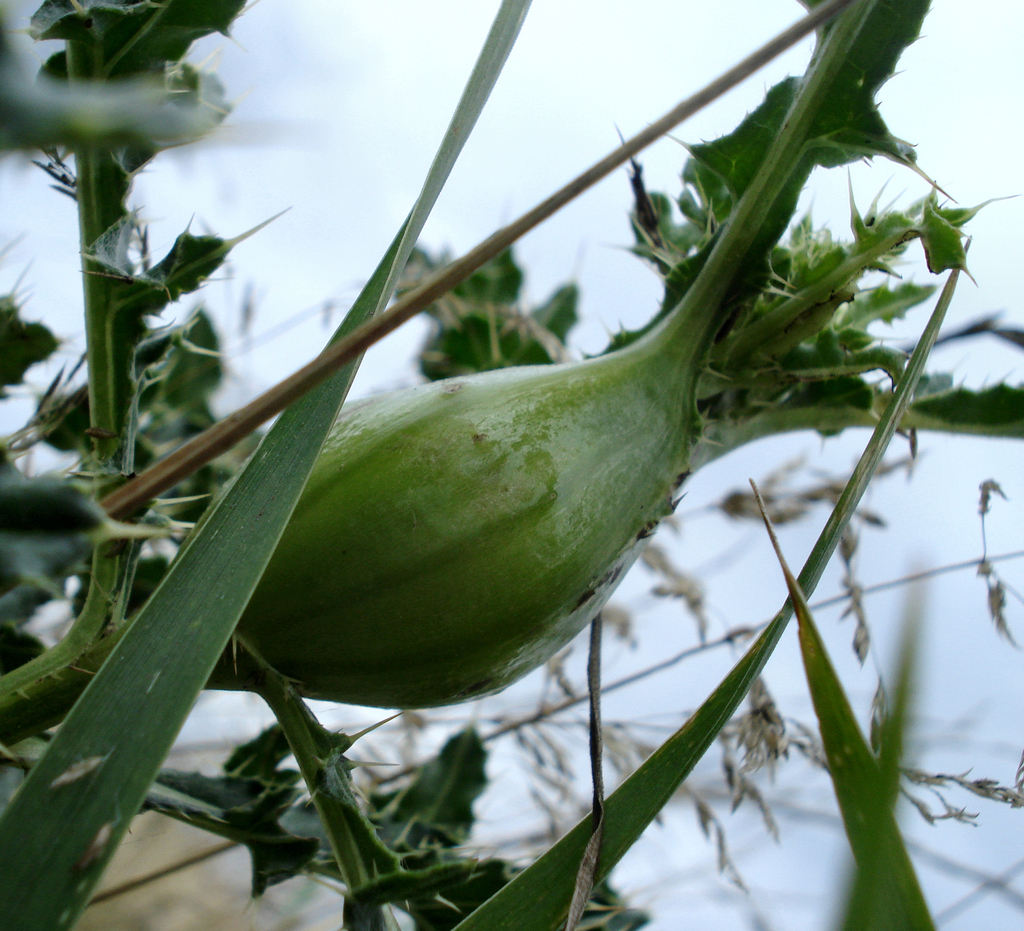 Thistle Stem Gall Fly