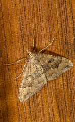 Epyaxa agelasta