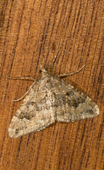 Epyaxa agelasta