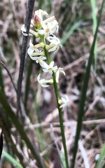 Stackhousia subterranea