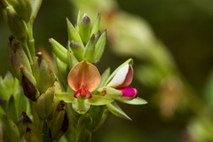 Alysicarpus sanjappae