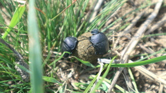 Gymnopleurus geoffroyi