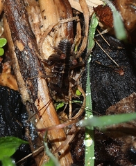 Hemiandrus maia
