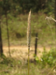 Bothriochloa saccharoides