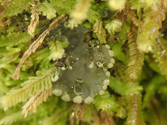 Peltigera ulcerata